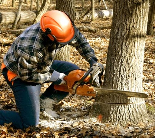 Arborist assessing tree health in Alabama